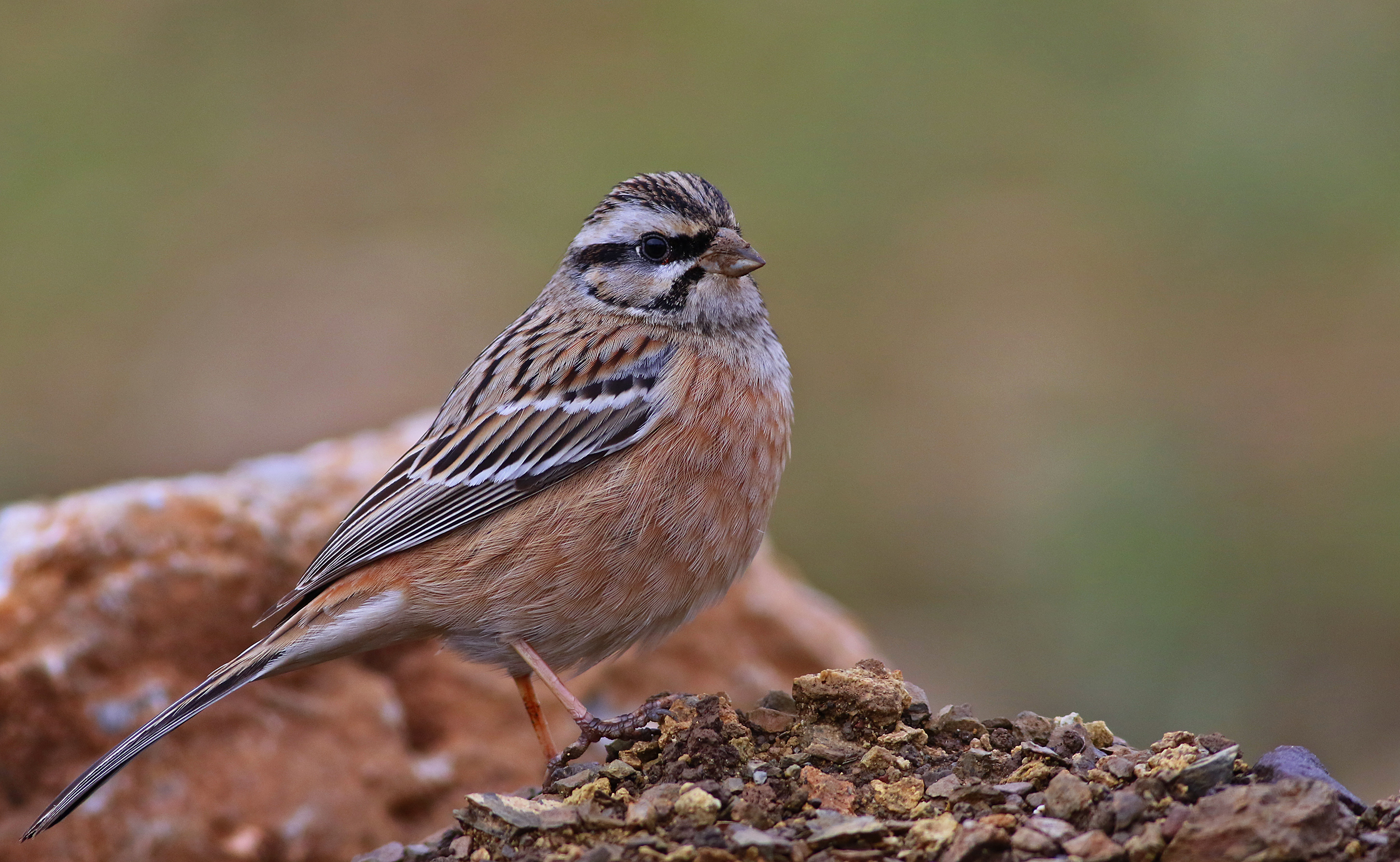 Rock Bunting
